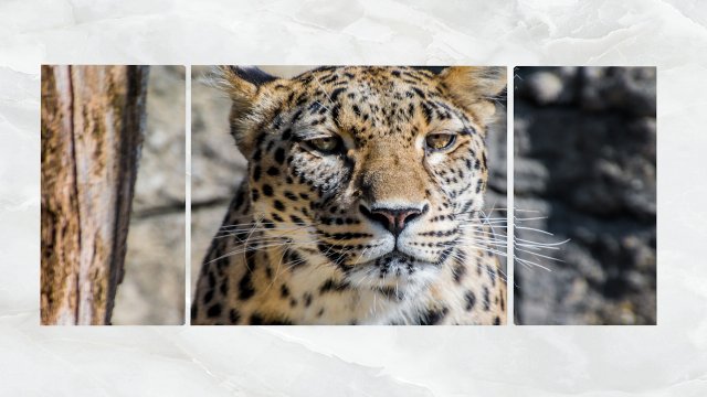 triptych wall art leopard portrait 3D Model .c4d .max .obj .3ds .fbx .stl .blend 