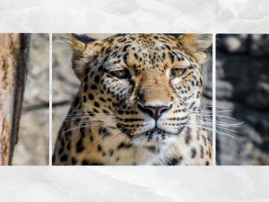 tryptyk grafika ścienna portret lamparta Model 3D