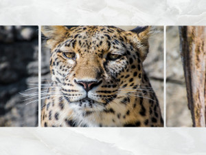 triptych wall art leopard portrait 3D Model
