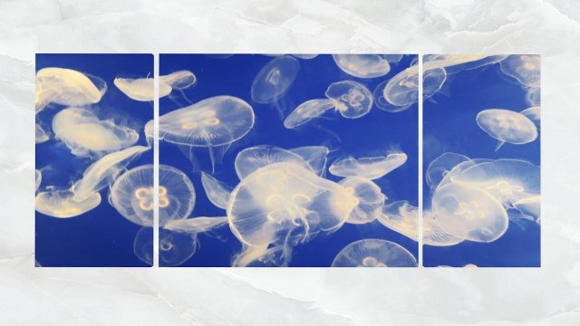 triptych wall art swarm of jellyfish 3D Модель .c4d .max .obj .3ds .fbx .stl .blend 