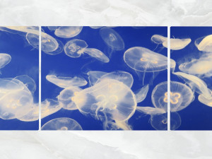 triptych wall art swarm of jellyfish 3D Модель