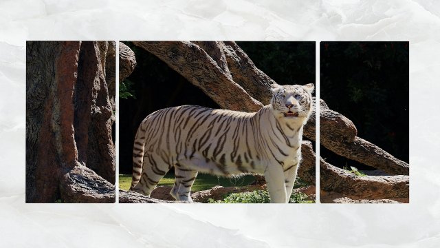 triptych wall art white tiger Model 3D .c4d .max .obj .3ds .fbx .stl .blend