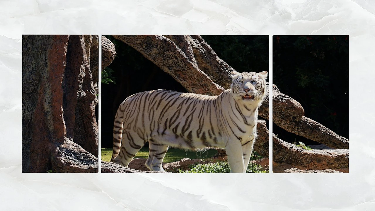 triptych wall art white tiger 3D Model .c4d .max .obj .3ds .fbx .stl .blend 