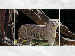 triptych wall art white tiger 3D 모델