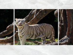 triptych wall art white tiger 3D Model