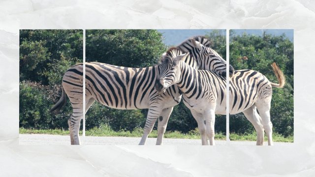 triptych wall art zebras Model 3D .c4d .max .obj .3ds .fbx .stl .blend 