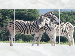 triptych wall art zebras 3D 모델