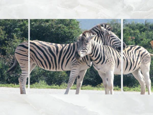 zebras de arte de parede tr&iacute;ptico Modelo 3D
