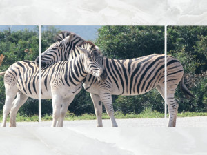 triptych wall art zebras Model 3D