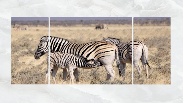 triptych wall art harem of zebras 3D Model .c4d .max .obj .3ds .fbx .stl .blend 