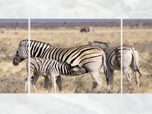 triptych wall art harem of zebras 3D Model