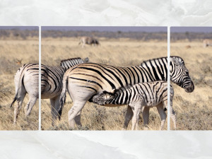 triptych wall art harem of zebras 3D Model