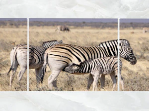 triptych wall art harem of zebras 3D Model