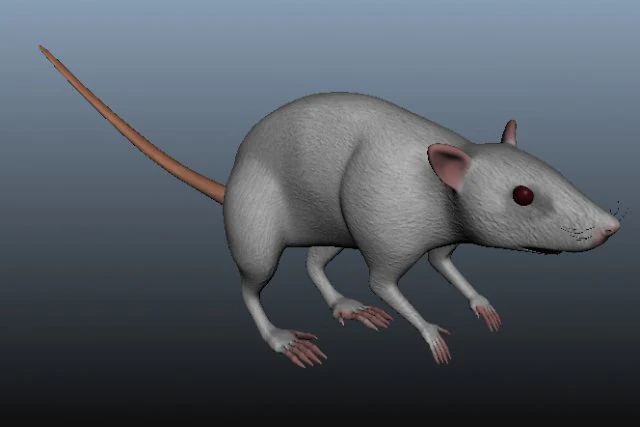 mouse 3D Model .c4d .max .obj .3ds .fbx .stl .blend 