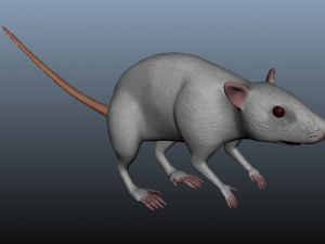 mouse 3D Model