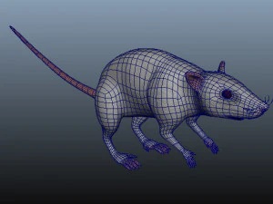 mouse 3D Model