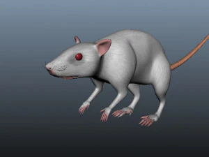 mouse 3D Model