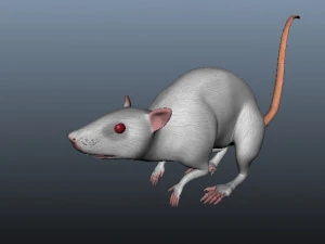 mouse 3D Model