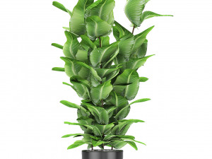 plant in pot flowerpot exotic plant 3D Model