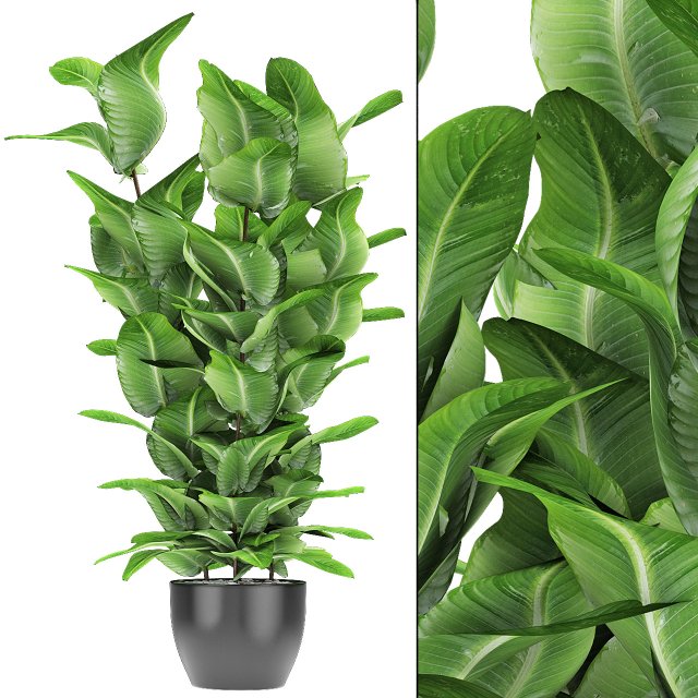 plant in pot flowerpot exotic plant 3D 모델 .c4d .max .obj .3ds .fbx .stl .blend 