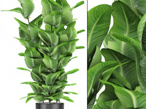 plant in pot flowerpot exotic plant Modello 3D