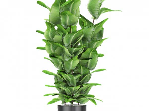 plant in pot flowerpot exotic plant 3D Model