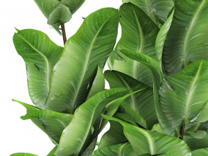 plant in pot flowerpot exotic plant 3D 모델