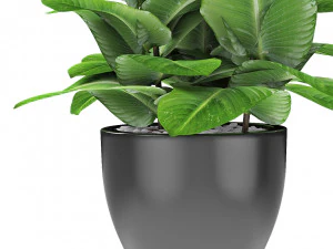 plant in pot flowerpot exotic plant 3D Model