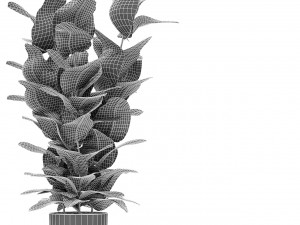 plant in pot flowerpot exotic plant 3D 모델