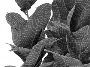 plant in pot flowerpot exotic plant 3D 모델