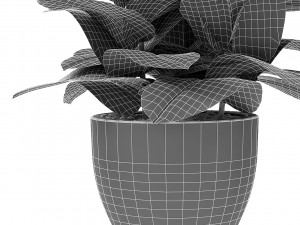 plant in pot flowerpot exotic plant 3D 모델