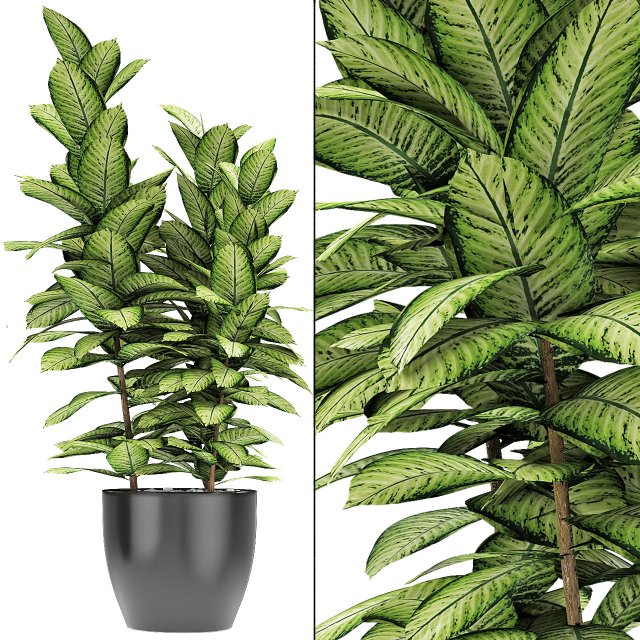 plant in pot flowerpot exotic plant 3Dモデル .c4d .max .obj .3ds .fbx .stl .blend