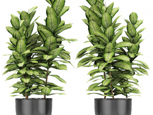 plant in pot flowerpot exotic plant 3D Model