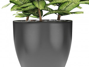 plant in pot flowerpot exotic plant Modelo 3D