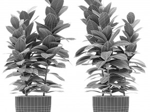 plant in pot flowerpot exotic plant Modelo 3D