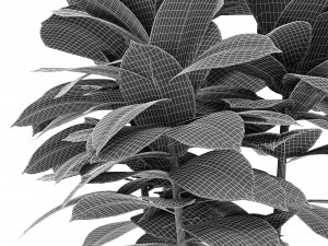 plant in pot flowerpot exotic plant Modelo 3D