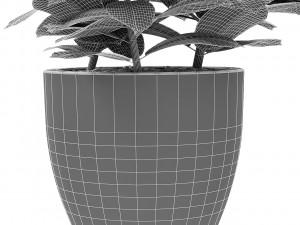 plant in pot flowerpot exotic plant Modelo 3D