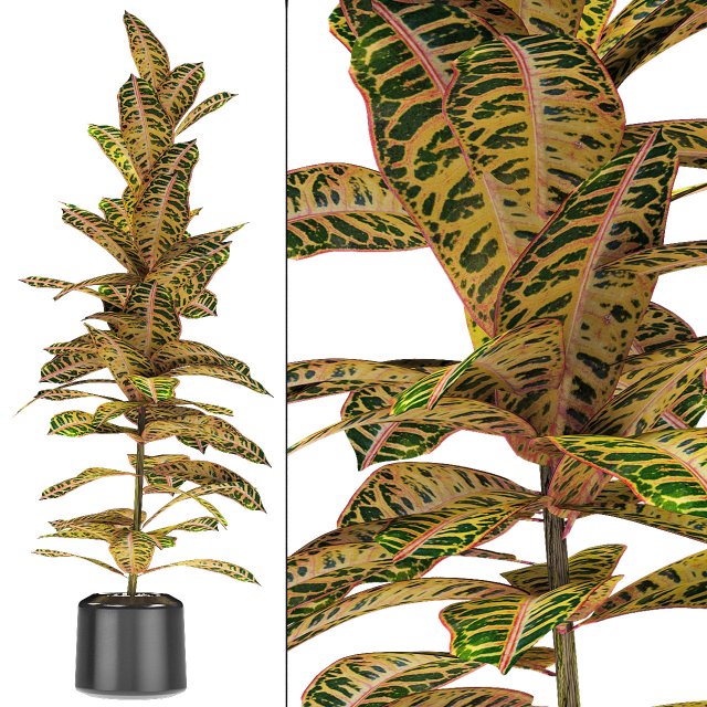 plant in pot flowerpot exotic plant Modelo 3D .c4d .max .obj .3ds .fbx .stl .blend 
