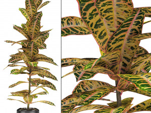 plant in pot flowerpot exotic plant 3D Model