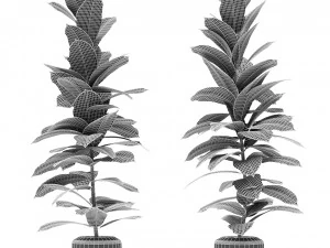 plant in pot flowerpot exotic plant 3D Model