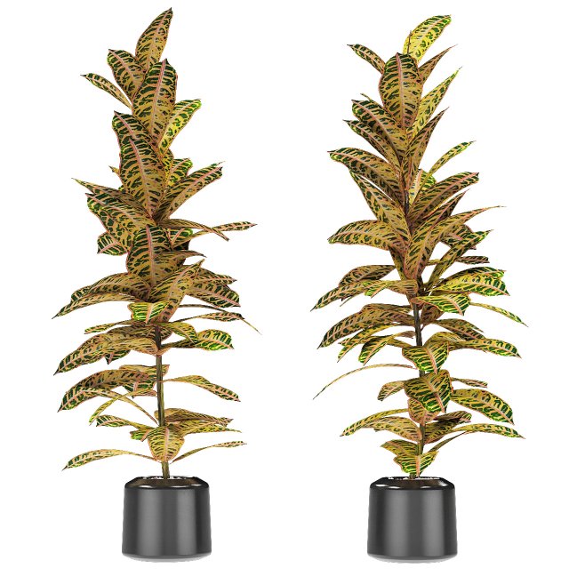plant in pot flowerpot exotic plant Modèle 3D .c4d .max .obj .3ds .fbx .stl .blend 