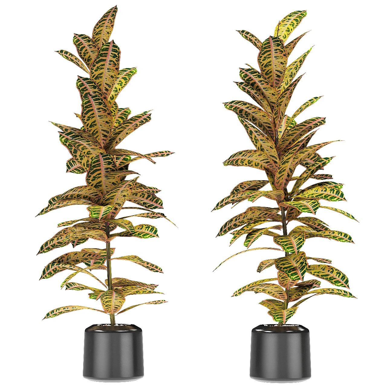 plant in pot flowerpot exotic plant 3D Model .c4d .max .obj .3ds .fbx .stl .blend 