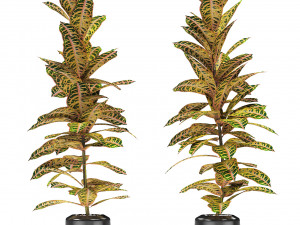 plant in pot flowerpot exotic plant 3D Model