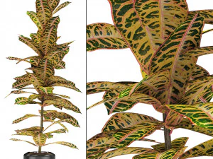 plant in pot flowerpot exotic plant 3D Model