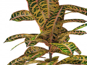 plant in pot flowerpot exotic plant Modèle 3D