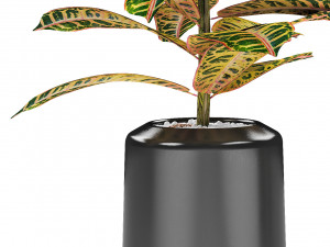 plant in pot flowerpot exotic plant Modèle 3D