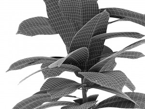 plant in pot flowerpot exotic plant Modèle 3D