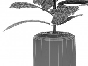 plant in pot flowerpot exotic plant Modèle 3D