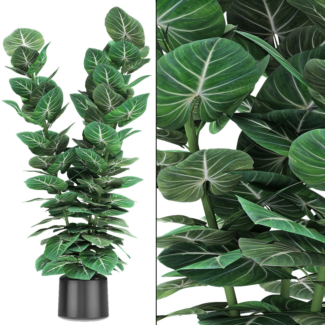 plant in pot flowerpot exotic plant 3D Model .c4d .max .obj .3ds .fbx .stl .blend 