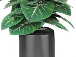 plant in pot flowerpot exotic plant Modelo 3D